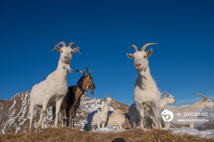 goats in the mountainous and Kashmir