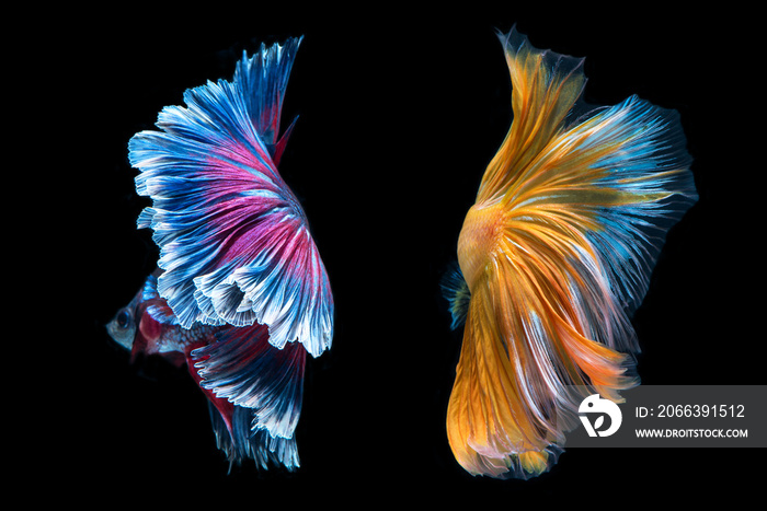 beauty colorful fish tail of Siamese fighting fish isolated on back background.