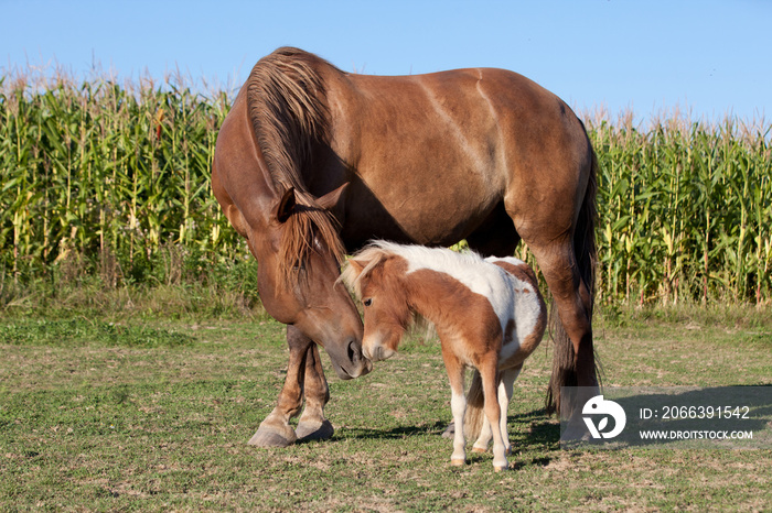 Portrait of nice big and small horses