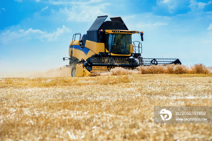 harvesting cereals in Ukraine. combine harvesting cereals, wheat field and sky with beautiful clouds