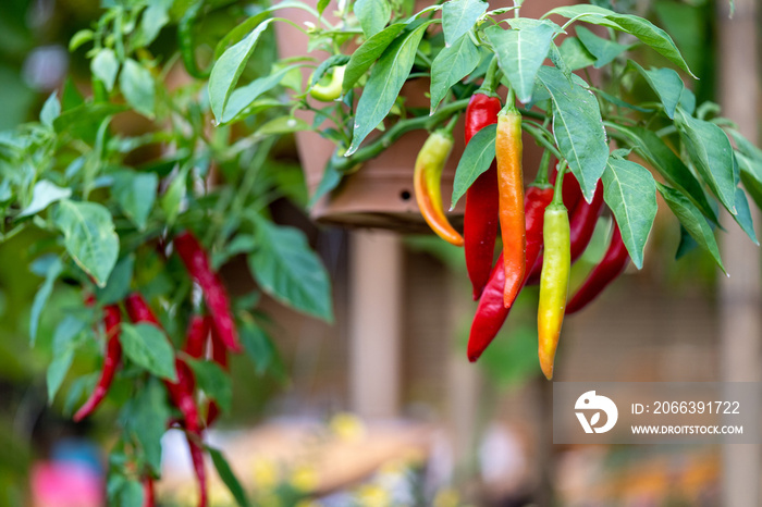 Chili Tree decoration in the beautiful gaden at noon.