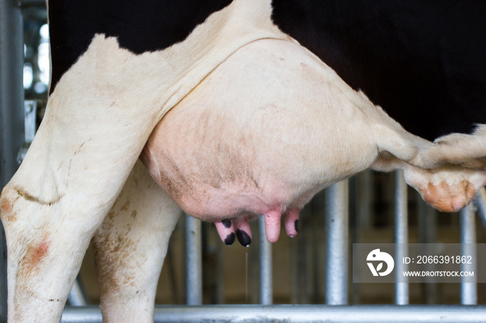 Closeup - udder of young cow female - in farm of Thailand