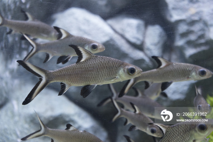 Burnt-tailed barb or Siamese bala-shark in fish tank