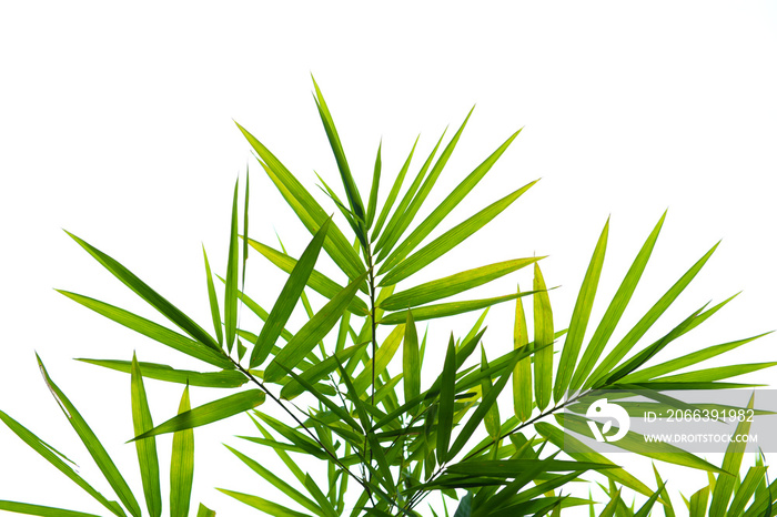 Bamboo leaves isolated on white.