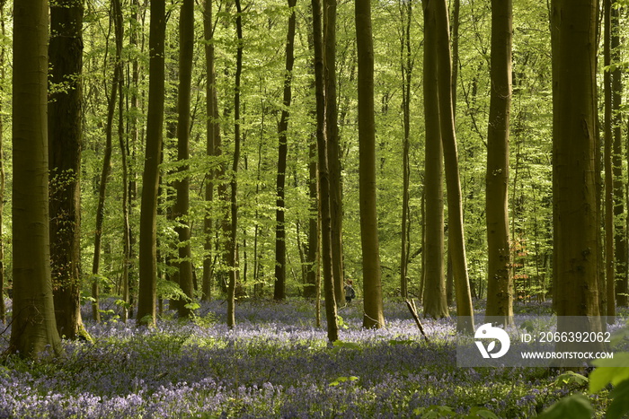 Les jeunes hêtres de la forêt de Hallerbos au printemps avec un tapis violet de jacinthes entre ombres et lumière