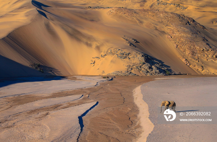 elephant in the sand dunes