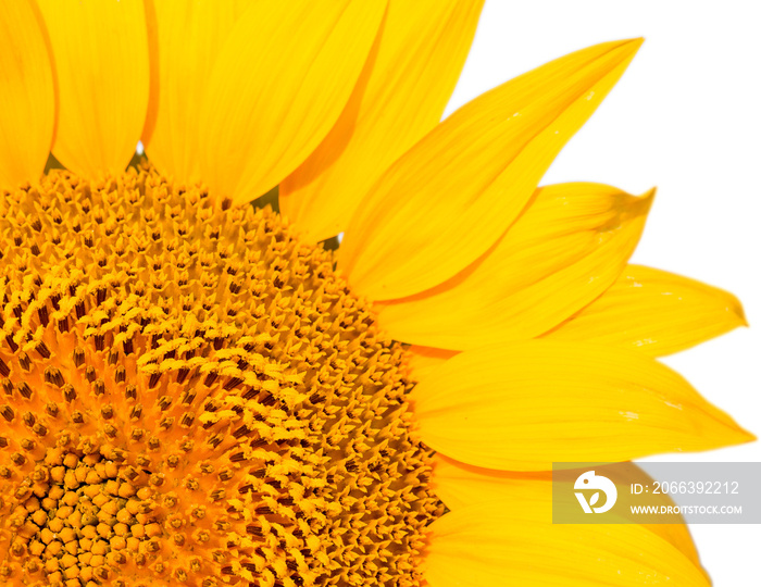 Bright golden sunflower field isolated background