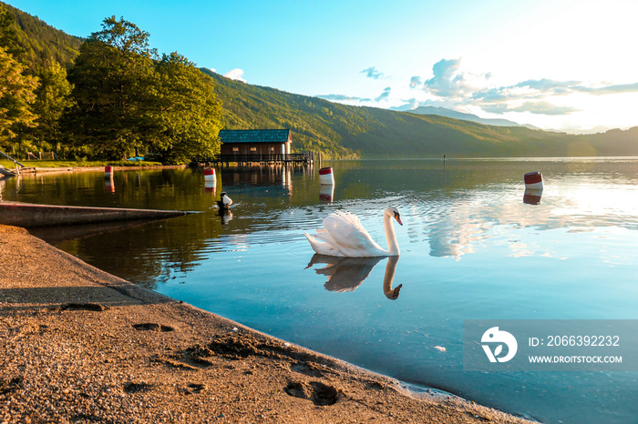 A swan swimming across the Millstatt lake in Austria during the sunset. The bird is slowly crossing the calms surface of the lake. The lake’s surface is reflecting the soft clouds. Calmness and peace