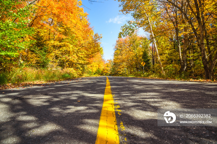 Deserted forest road on a clear autumn day. Stunning fall foliage.