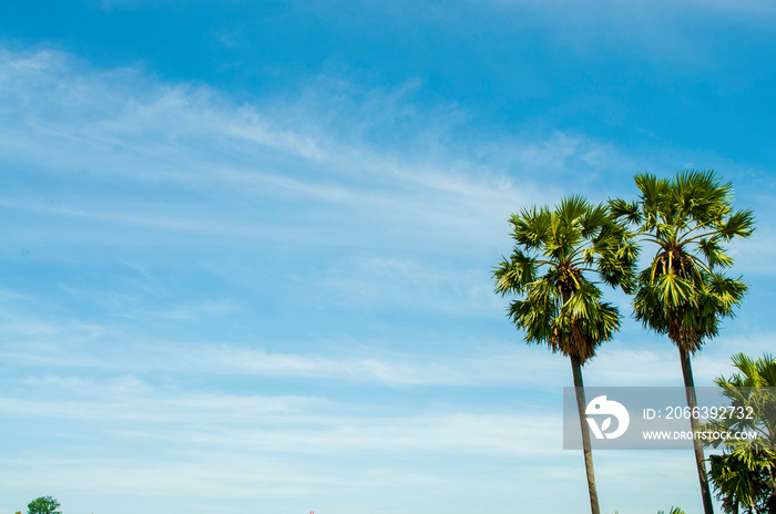 palm tree on the sky background