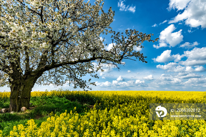 Beautiful spring landscape with blossoming cherry tree and rape field