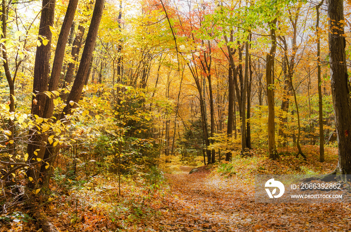 Deserted Footpath Covered in Fallen Leaves through a Colourful Forest on a Sunny Autumn Day