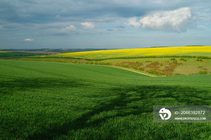 Yorkshire wolds with fields of wheat and oil seed rape under overcast sky. Sledmere, UK.