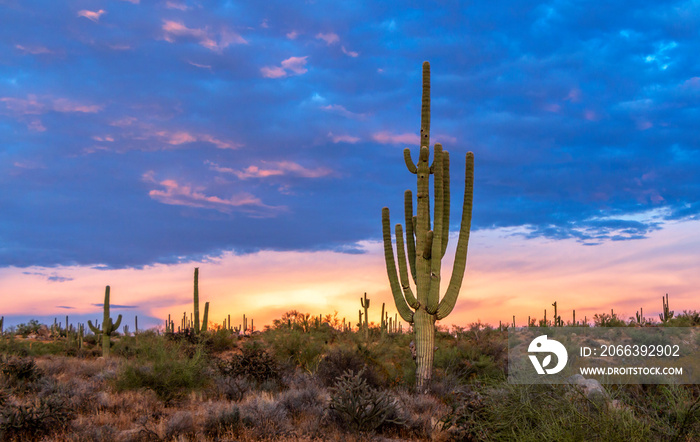 Lone Saguaro Cactus With Vibrant Sunset Skies