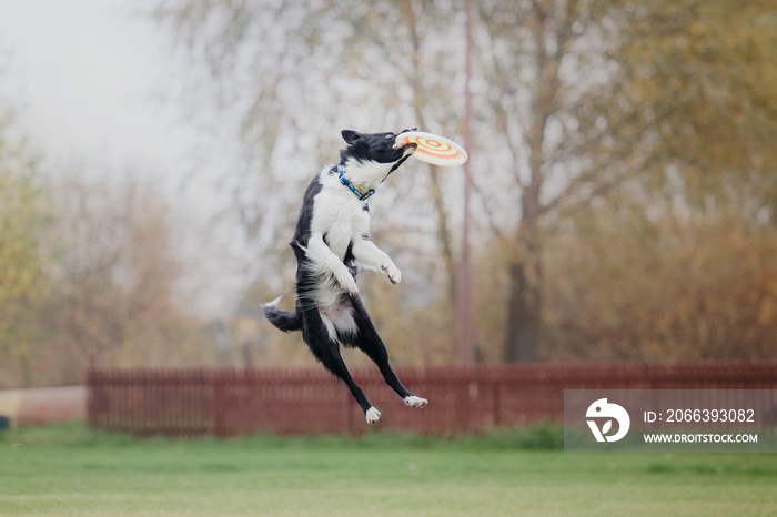 Dog frisbee. Dog catching flying disk in jump, pet playing outdoors in a park. Sporting event, achievement in sport