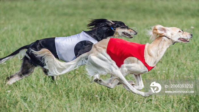 Two saluki dogs in red and white shirts running in the field on lure coursing competition