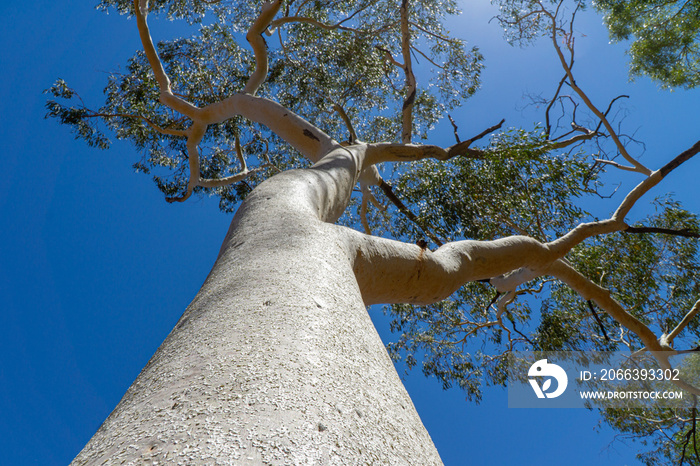 in the australian outback there is a big white gum tree with branches sticking out into the blue sky