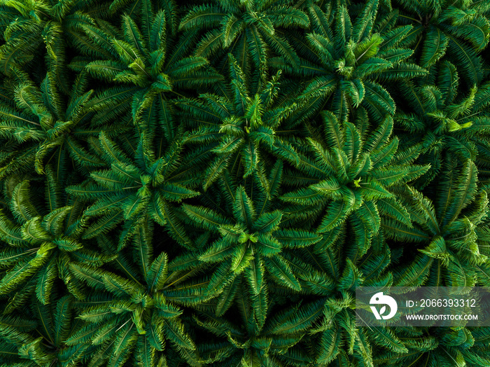 Aerial drone top view of the oil palm plantation