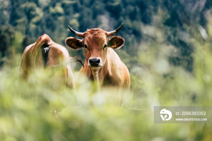 Portrait de vache laitière de race tarentaise dans un champ