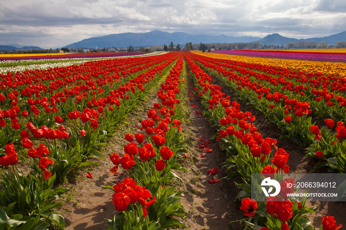 Beautiful, vibrant, multi-colored field of tulips in Skagit Valley near Mt. Vernon, WA in spring