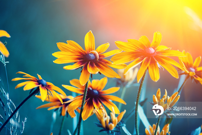 Black-eyed Susan Flowers in the garden at sunset