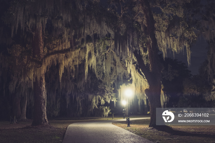 Mossy Oak Trees in green summer park. Jekyll Island, Georgia, USA