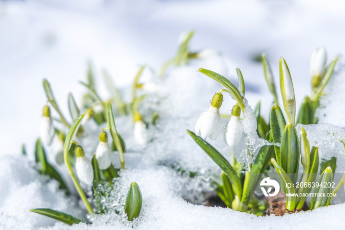 Sunrise sunset light on the white tender snowdrops covered snow in the spring forest. Beautiful spring background with copy space.