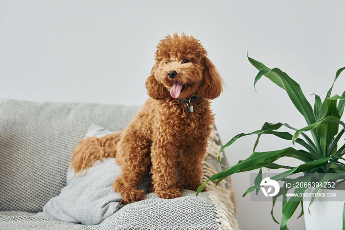 Cute little poodle puppy is indoors in the modern domestic room