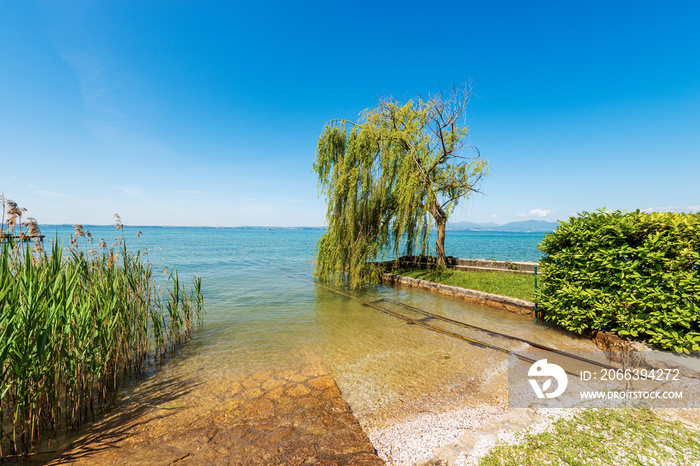 Beautiful coast of the Lake Garda (Lago di Garda) with green reeds and a weeping willow tree, near the small village of Bardolino and Lazise, Tourist resort in Verona province, Veneto, Italy, Europe.