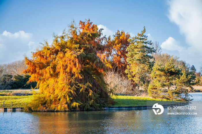 Island with colored bald cypress trees and artificial pond in the Parc Floral in Bordeaux, France