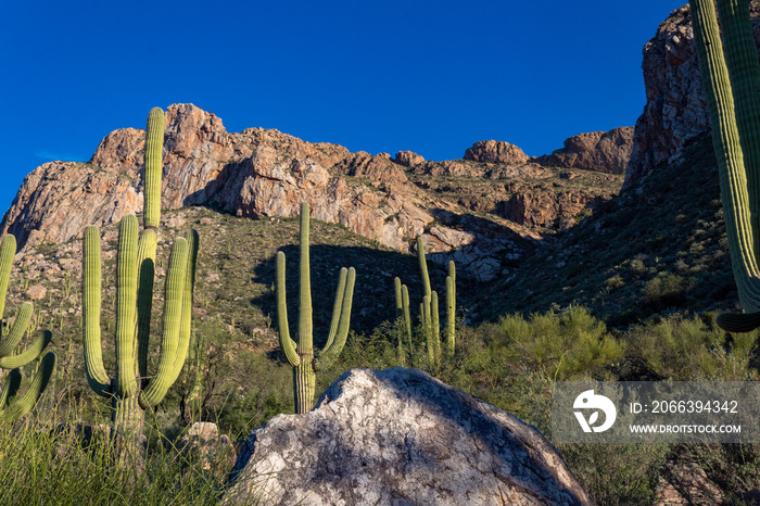 Saguaro cactus and other cacti in the Sonoran Desert. Pusch Ridge in Oro Valley, Arizona. Steep rock cliffs, beautiful landscape, blue sky.