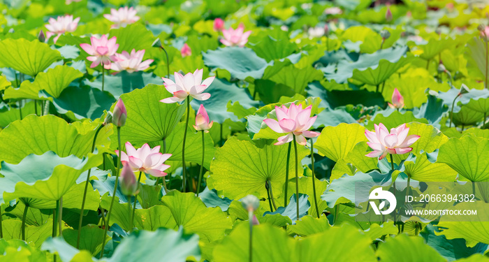 Lotus flower and Lotus flower plants