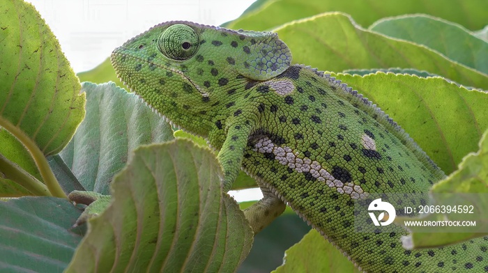 The flap-necked chameleon (Chamaeleo dilepis)