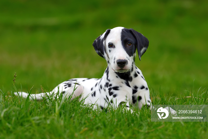 Dalmatian dog outdoors in summer