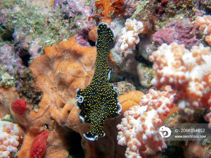 Gold Spotted Flatworm (Thysanozoon nigropapillosum)