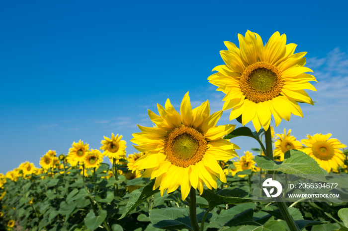 Sunflower field with cloudy blue sky