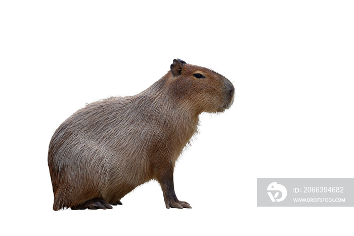 Capybara isolated on transparent background png file