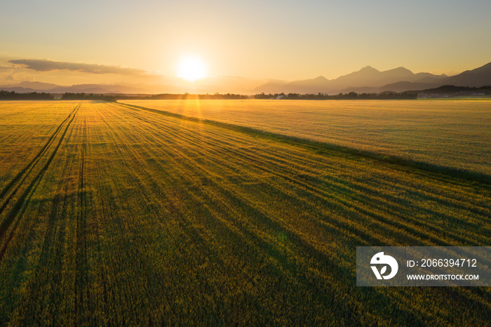 American farm field of wheat at sunset.