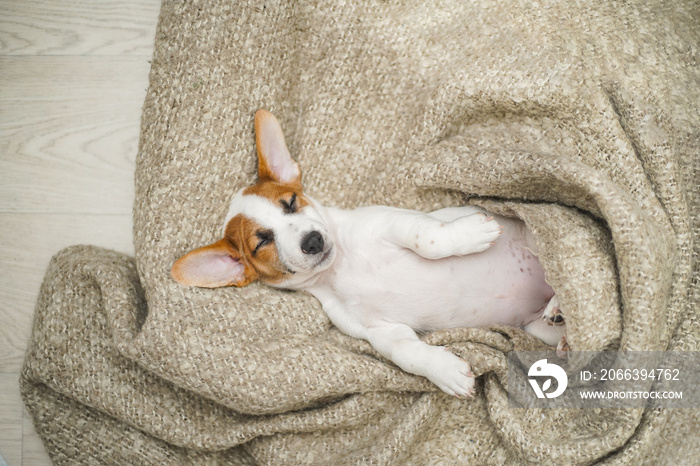 Cute puppy sleeping on the blanket.