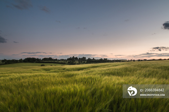 Beautiful Grass Meadow At Sunset