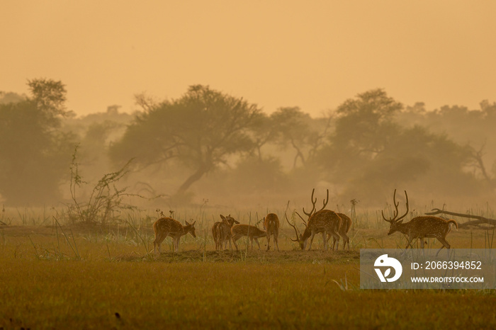 Spotted deer or Chital or Cheetal or axis axis herd in golden hour sunset light in beautiful landscape of keoladeo ghana national park or bharatpur bird sanctuary Rajasthan India