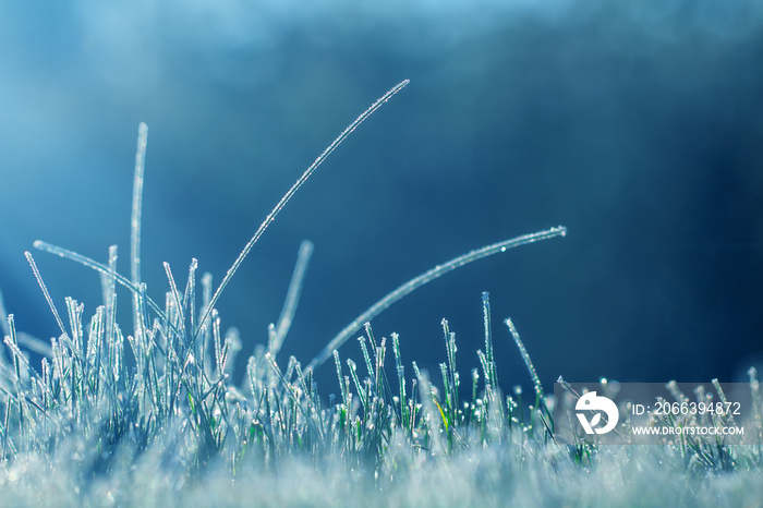 Morning frost on young grass with place for text.