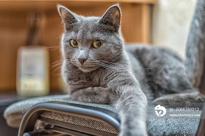 Portrait of russian blue cat with green eyes