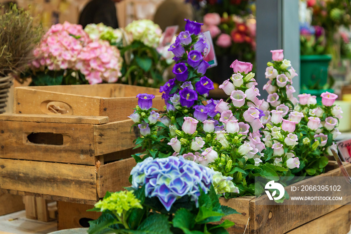 Closeup view of colourful various flowers in rough vintage wooden box which are sold at open air flower stall or floral shop located in outdoor market in Europe. Typical atmosphere of flower store.