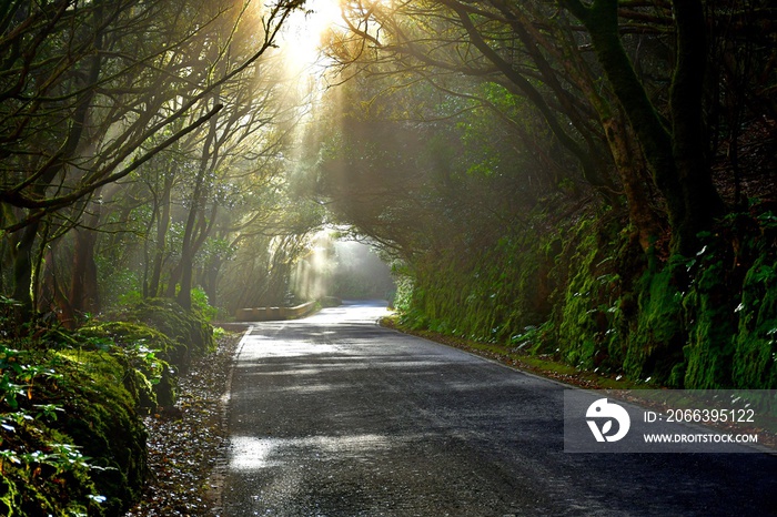 Lights and shadows among the laurisilva of the Anaga mountain range forest