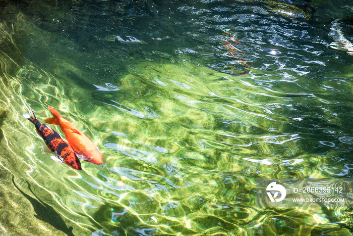 Koi fish or Fancy carp fish swimming in the pond