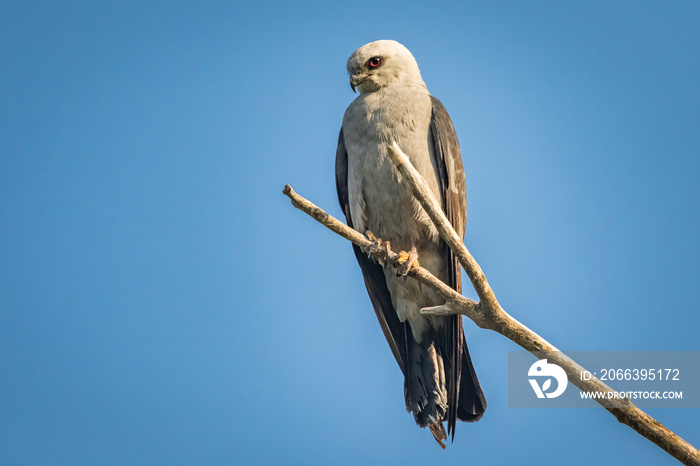 Mississippi Kite (Ictinia mississippiensis) perched in a tree