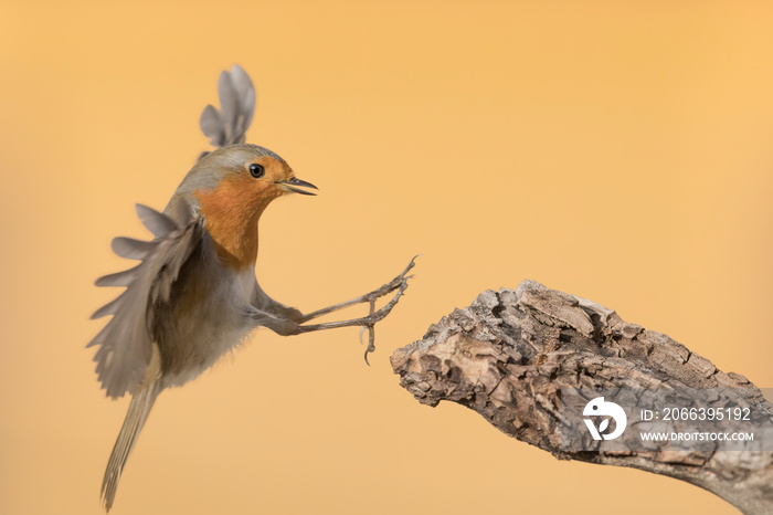 The Red robin who thought himself an eagle, fine art portrait at sunrise (Erithacus rubecula)