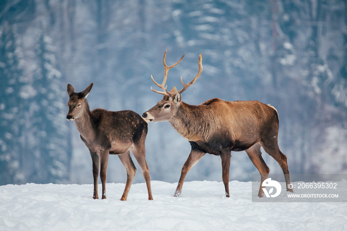 Deer in beautiful winter landscape