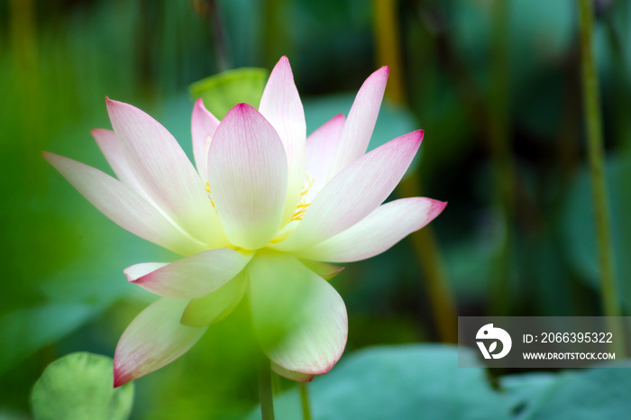 The beautiful lotus in the pond is fully blooming